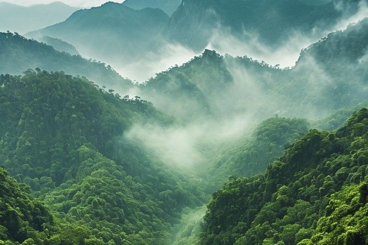 Misty rainforest ridges